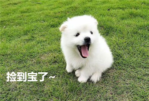 刚到家的小狗要熬过几天的危险期,刚买回来的小狗应该怎么养