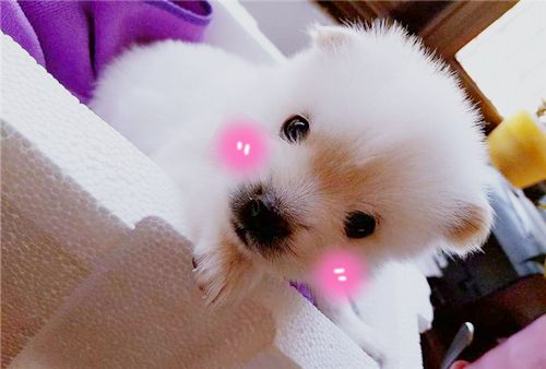 小狗刚到家怎么养柯基呢,小狗刚到家关笼子里一直叫怎么办