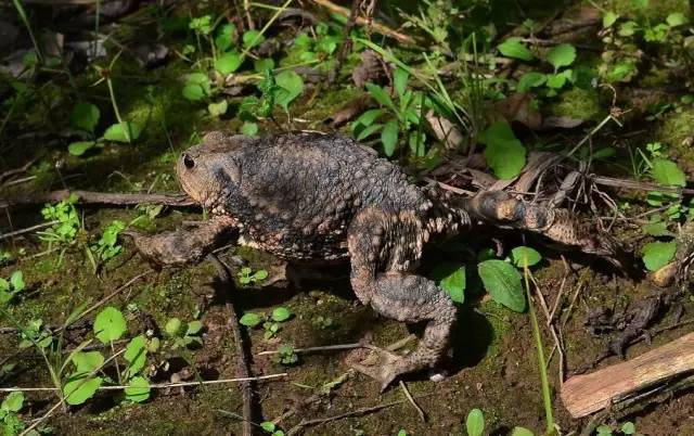 这些号称“绝招”的神技，黔南人你还记得几招？