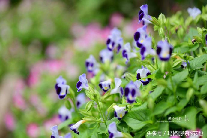 开满鲜花的小路教学设计一等奖,园丁培植万朵花