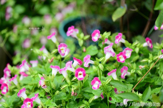 园丁修剪灌木,开满鲜花的小路教学设计一等奖