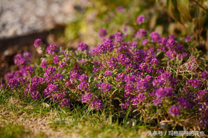 园丁修剪灌木,开满鲜花的小路教学设计一等奖