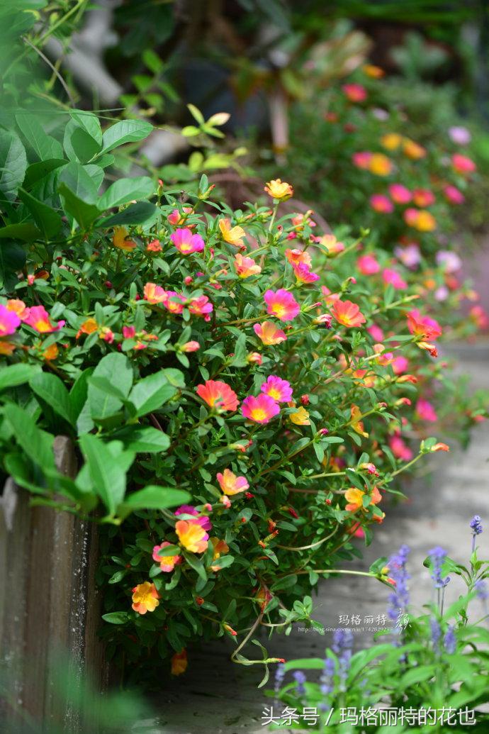 开满鲜花的小路教学设计一等奖,园丁培植万朵花