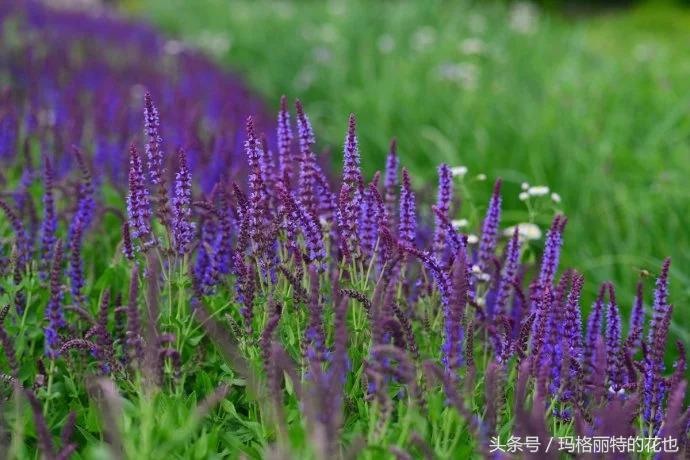园丁修剪灌木,开满鲜花的小路教学设计一等奖