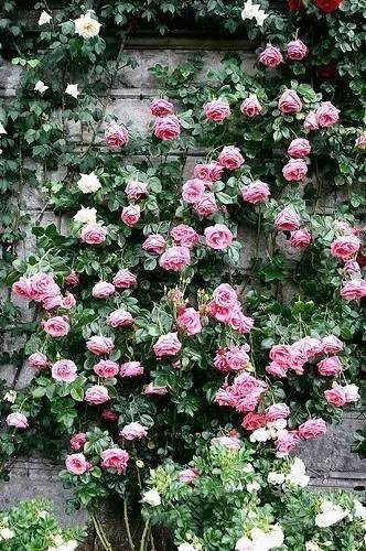 一生以花为伴,以花为伴虚度光阴