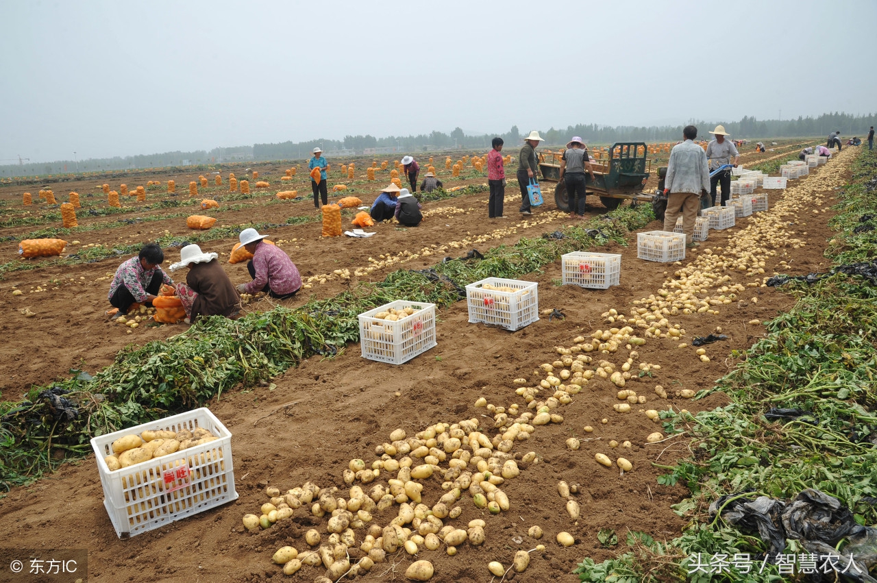 土豆容易发青怎么保存,防止土豆腐烂的最有效办法是什么