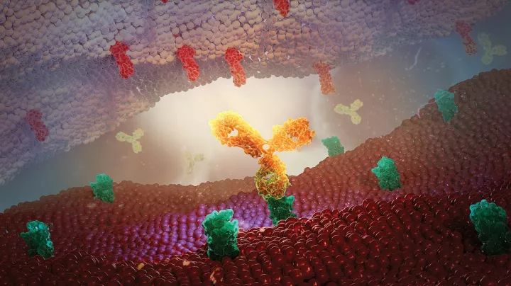 pd-l1单抗免疫药最新价格,收藏自用的药