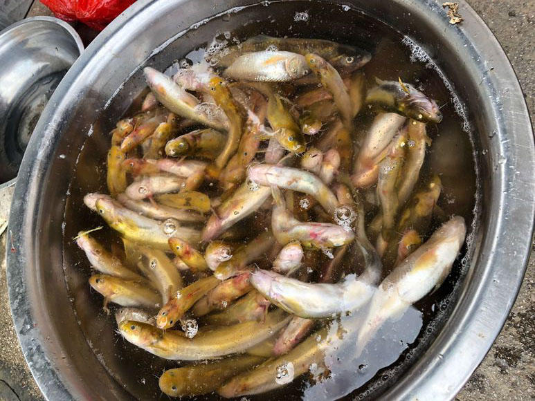 夜钓黄蜂鱼和土鲶一大盆，被鱼鳍割破了手