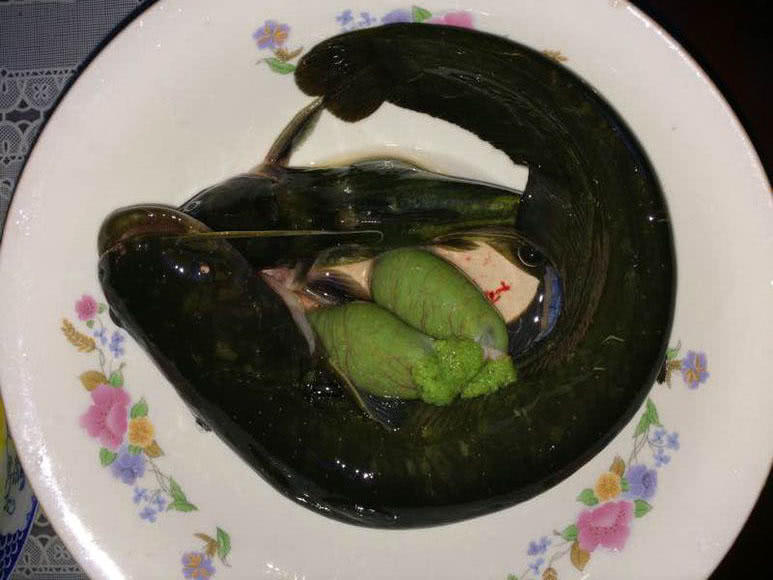 夜钓黄蜂鱼和土鲶一大盆，被鱼鳍割破了手