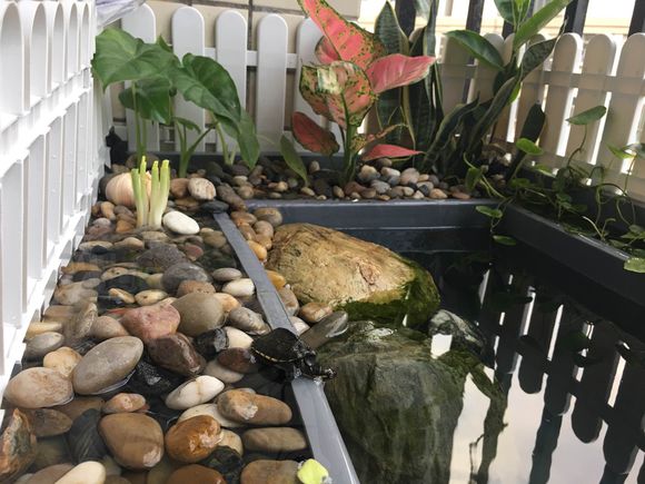 「龟龟环境篇」沼泽过滤(bogfilter):一种原生态水处理技术