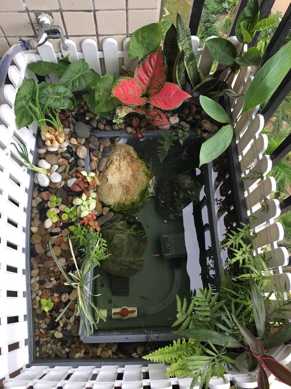 「龟龟环境篇」沼泽过滤(bogfilter):一种原生态水处理技术