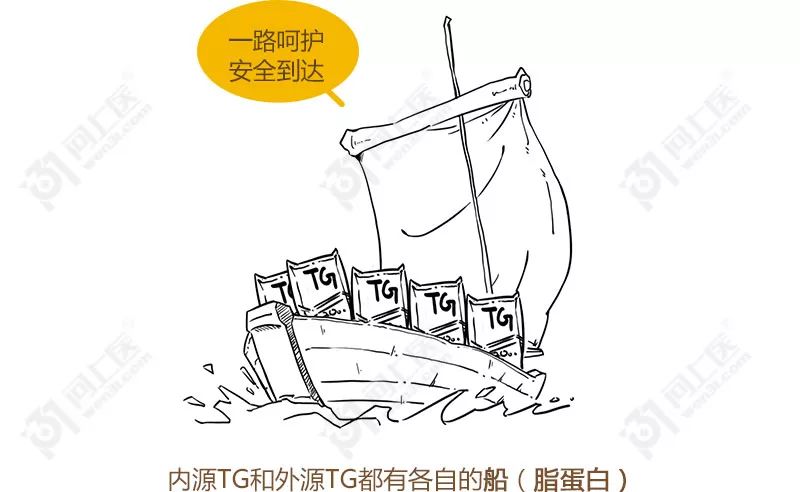 甘油三酯升高的原因动画,医学科普甘油三酯