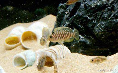 三湖慈鲷超级红,三湖慈鲷可以再加些三湖慈鲷么