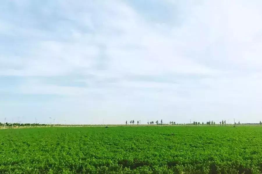 为了让孩子喝上放心的牛奶，他斥资4.6亿自建牧场！