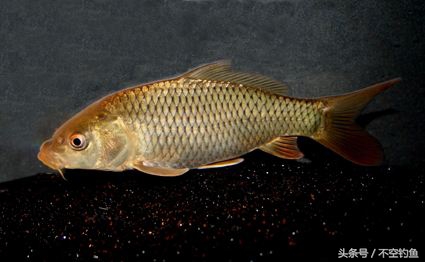 如何自制鲤鱼窝料,怎么样自己制作鲤鱼窝料