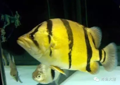 大虎鱼视频大全集,大虎鱼视频大全