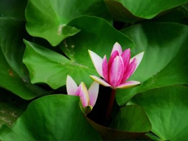 养莲花注意事项和禁忌,家里种莲花注意事项