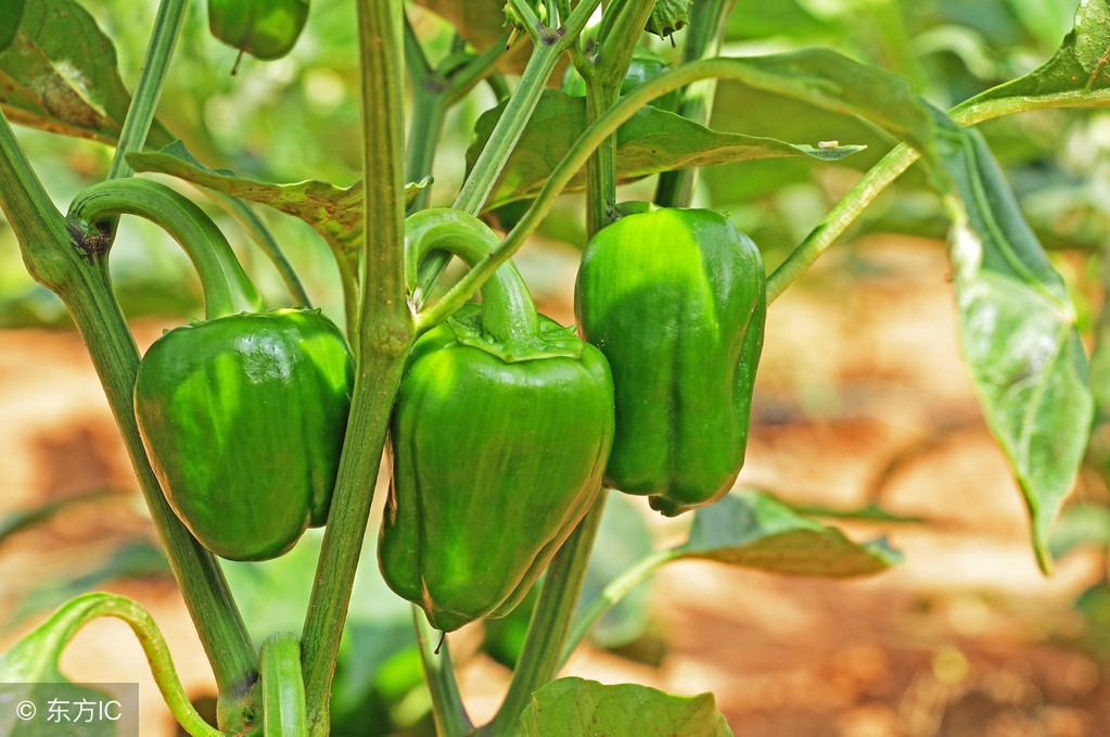 今日全国辣椒价格行情走势图,2022年8月份辣椒的价格行情