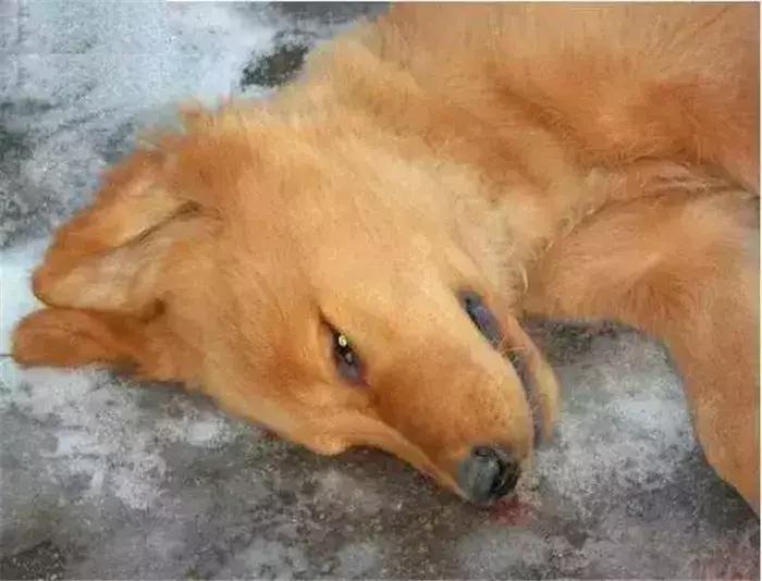 狗狗在野外中暑了怎么办,狗狗中暑在车里