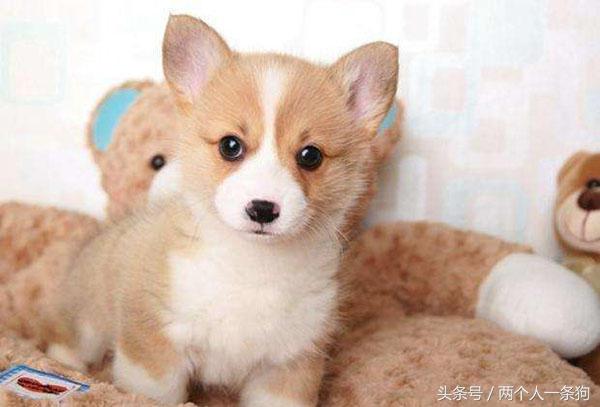 柯基犬幼犬生病怎么治疗,小柯基幼犬挺容易生病