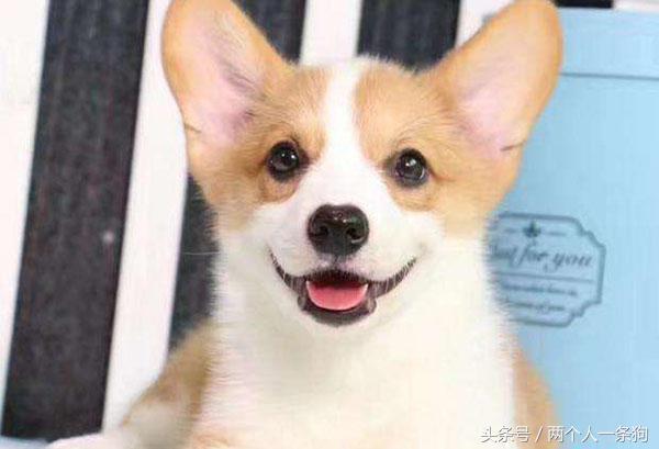 柯基犬幼犬生病怎么治疗,小柯基幼犬挺容易生病