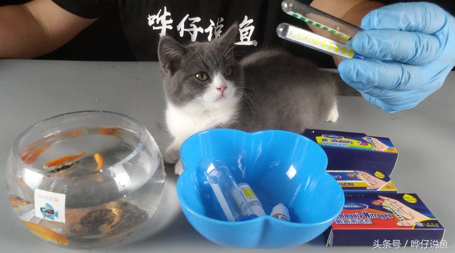 观赏鱼鱼缸养水技巧,养鱼检测水仪器怎么使用