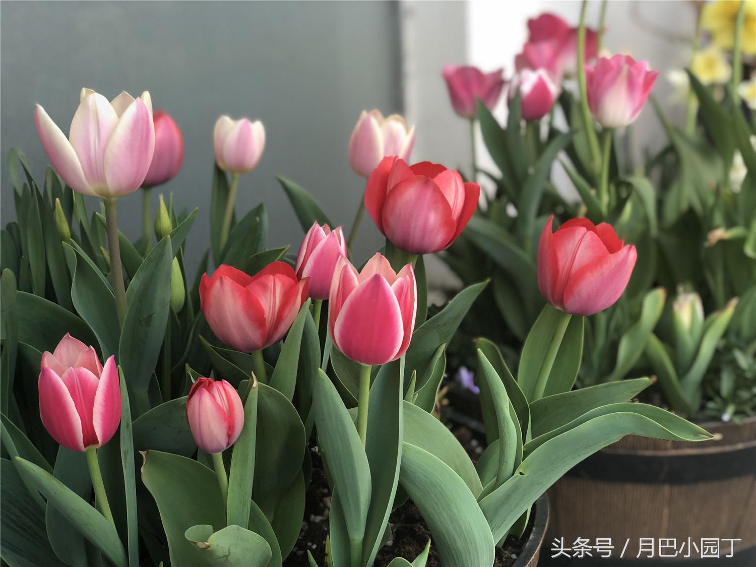 郁金香复花效果,郁金香复花跟原来花一样吗