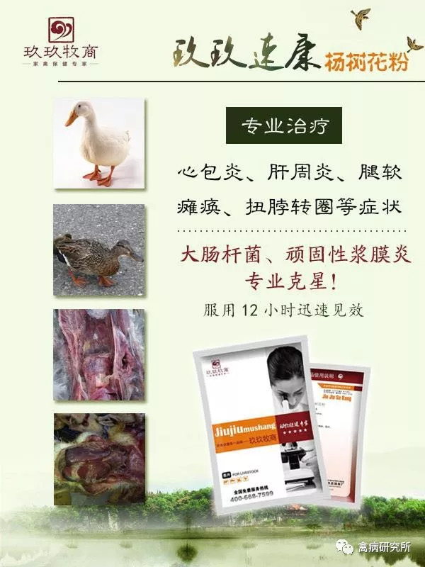 您还在为鸭鹅浆膜炎难以治愈而头疼吗？您还在为大肠杆菌反反复复而烦恼吗？经青岛农业大学跟玖玖牧商联手共同研发的高敏药物应市而生！