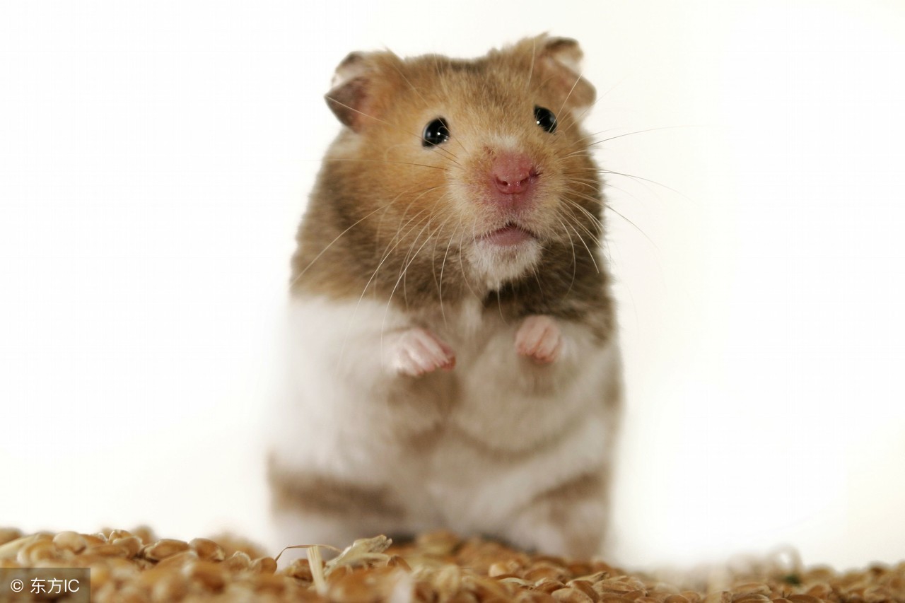 养仓鼠可不可以喝水,关于仓鼠饲养的八大误区