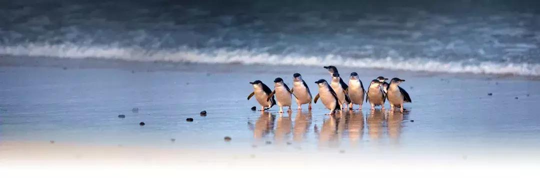 33个理由告诉你，为什么一生一定要去一次澳大利亚！