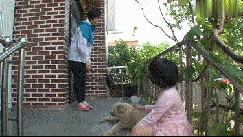 流浪狗收养后如何训练,收养流浪狗怎么训练