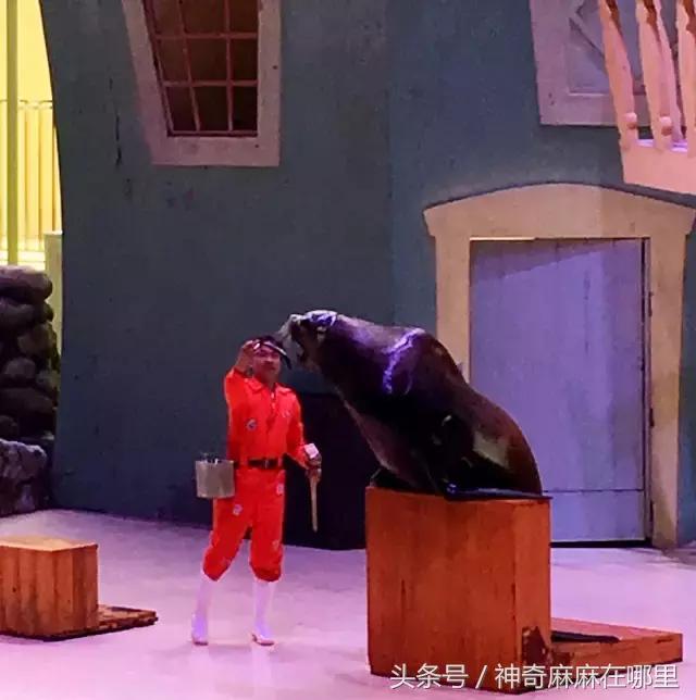 珠海长隆旅游攻略3天自由行,亲子游珠海长隆一日游攻略