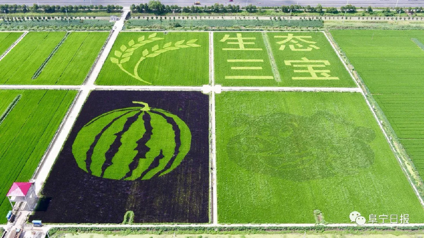 稻田的绘画,阜宁标志性的绘画