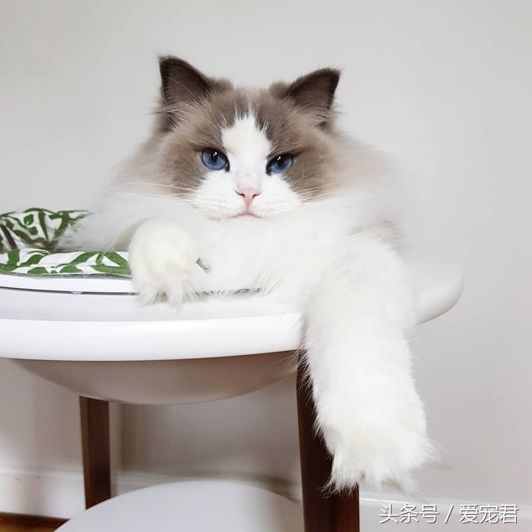 猫咪独自在家怎么避免孤独,猫咪经常在家会无聊吗