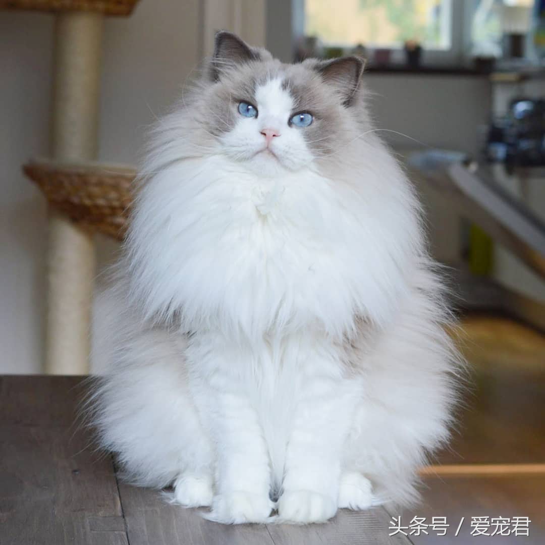 猫咪独自在家怎么避免孤独,猫咪经常在家会无聊吗