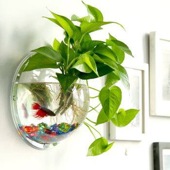 观赏鱼的养殖方法与技巧,观赏鱼要如何养殖