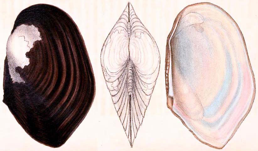 海边贝类种类,各种贝类的名称