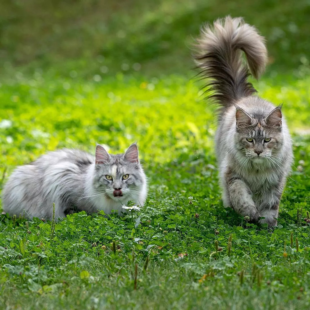 缅因猫身上一根特殊的毛,缅因猫的尾巴毛发稀少怎么回事