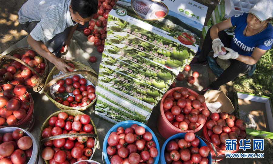 岐山县金蛋蛋,金蛋蛋陕西