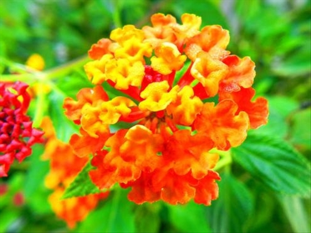 如意花的正确养殖方法,如意花怎么养殖