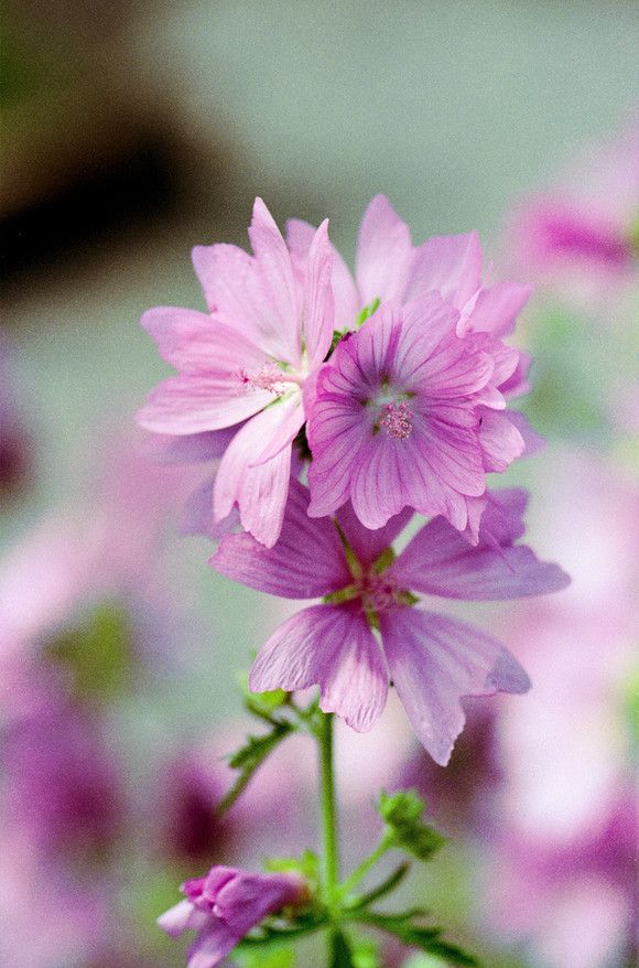 每日一花鲜花,每日一花祝福视频