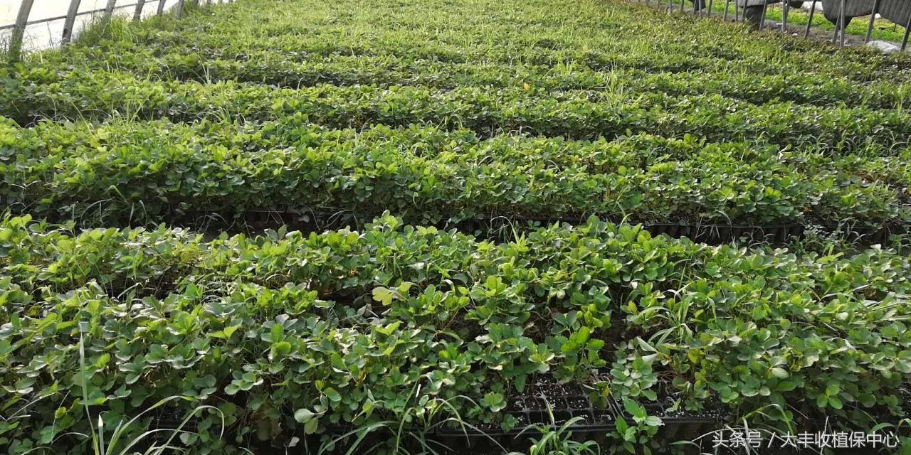 种草莓1年苗还是两年苗好,种草莓老苗好还是新苗好