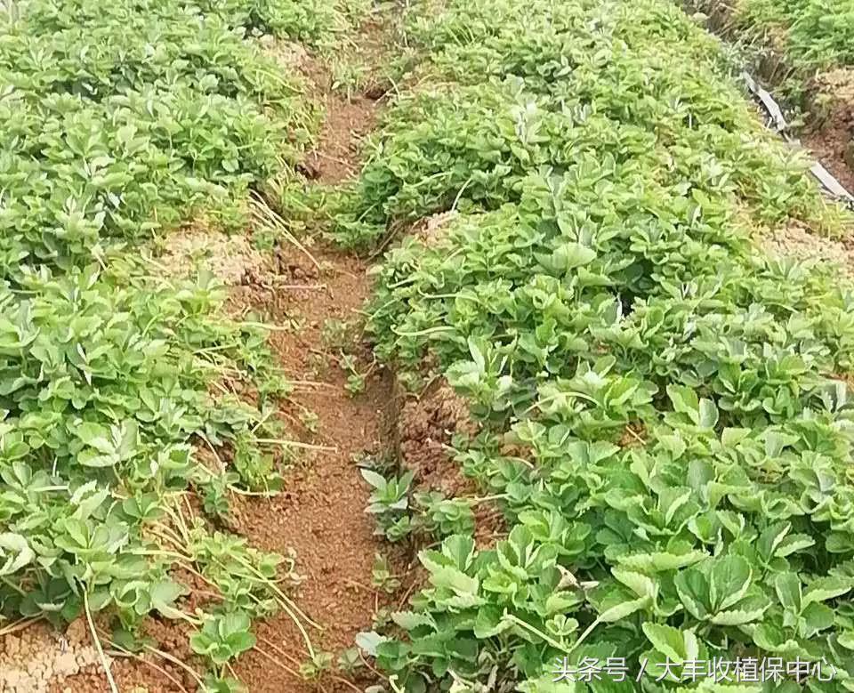 种草莓什么苗最好,种草莓是买种子好还是苗好