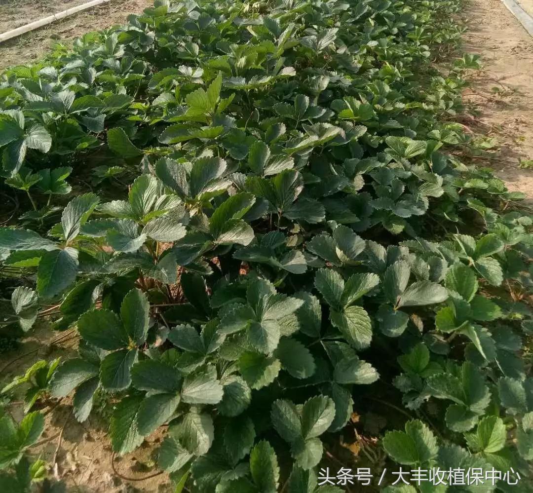 种草莓什么苗最好,种草莓是买种子好还是苗好
