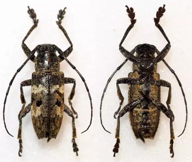 甲虫真是一种自带复古美感的生物,甲虫珍贵吗