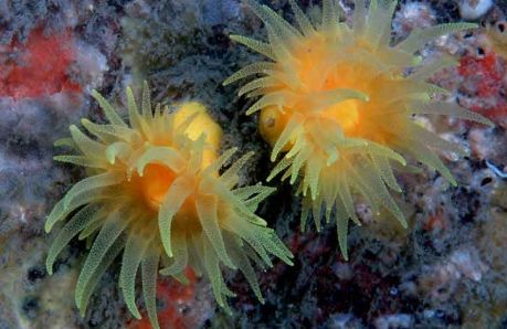 海洋小百科大全,海水小百科毯子蟹