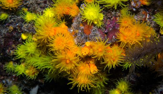 海洋小百科大全,海水小百科毯子蟹