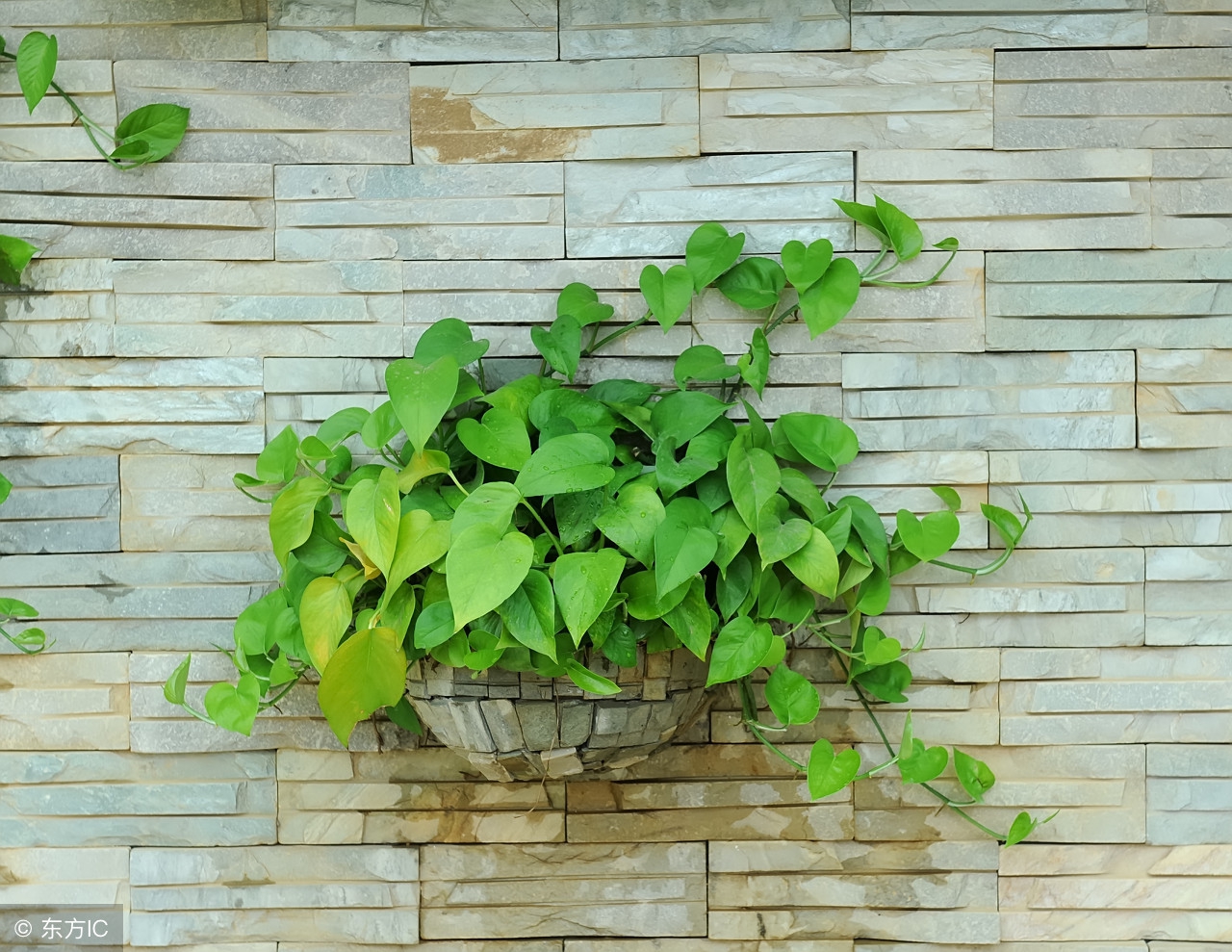 绿萝叶子发黄根腐烂什么原因,绿萝发黄的叶子还可以变绿吗