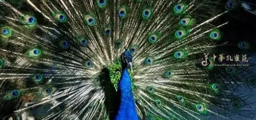 嘉峪关门票对教师优惠政策,嘉峪关市教师节旅游优惠政策