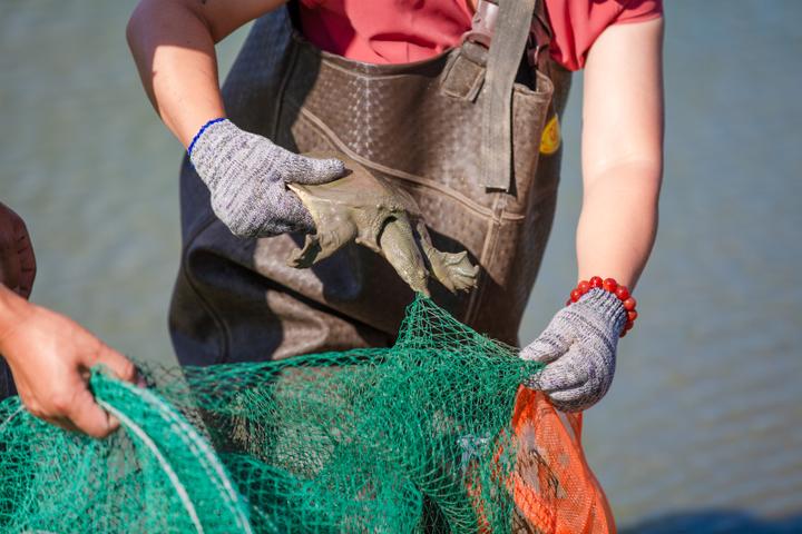 慈溪杭州湾甲鱼,浙江高端生态甲鱼